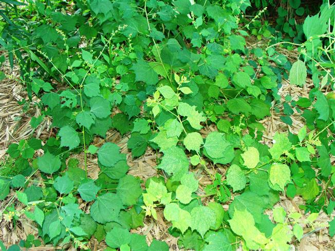 Triumfetta pentandra